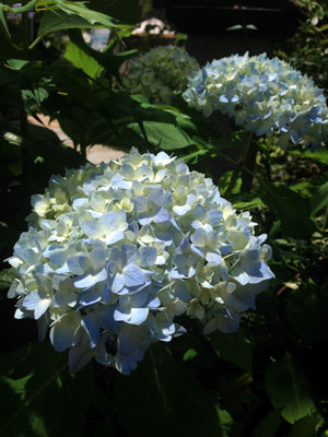 c0050264_11121336.jpg