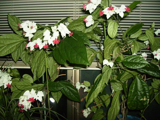 a0055866_21182724.jpg