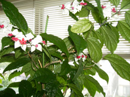 a0055866_2191139.jpg