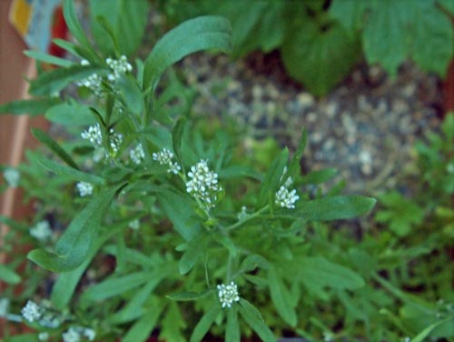 a0224382_2162671.jpg