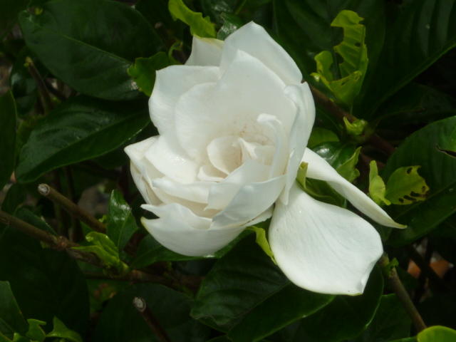 d0178017_09451260.jpg