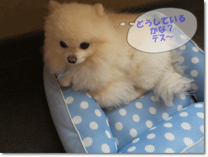 b0167519_20541890.gif