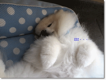 b0167519_20553355.gif