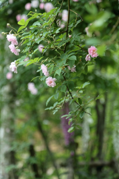 a0258549_2323417.jpg