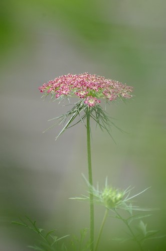 c0186463_17205891.jpg
