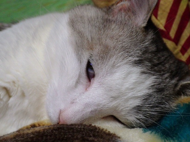 a0159490_16253722.jpg