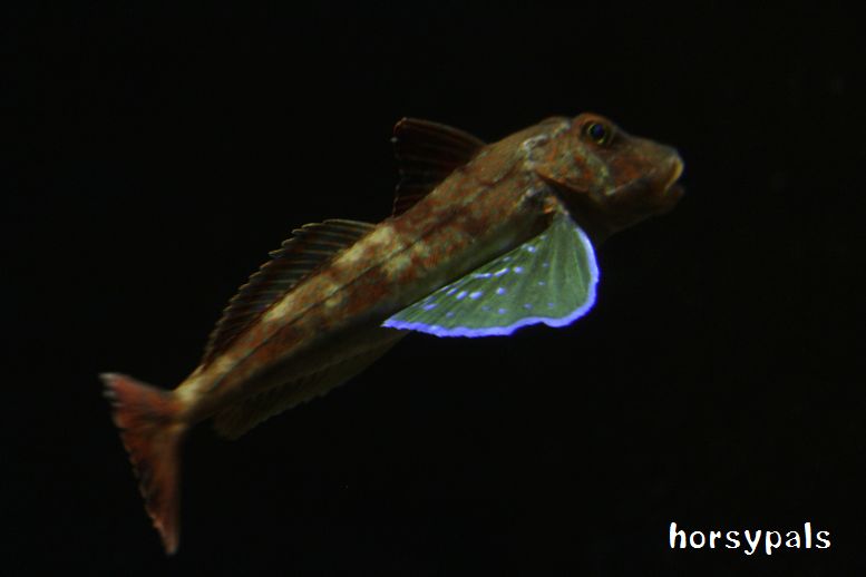 f0158697_21452636.jpg