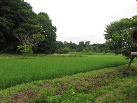 e0033301_17201816.jpg