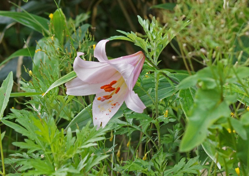 c0042418_15375231.jpg