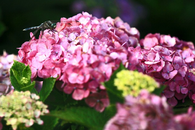 a0242438_19184359.jpg