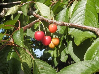 e0004756_17421757.jpg