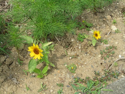 b0149071_15383870.jpg