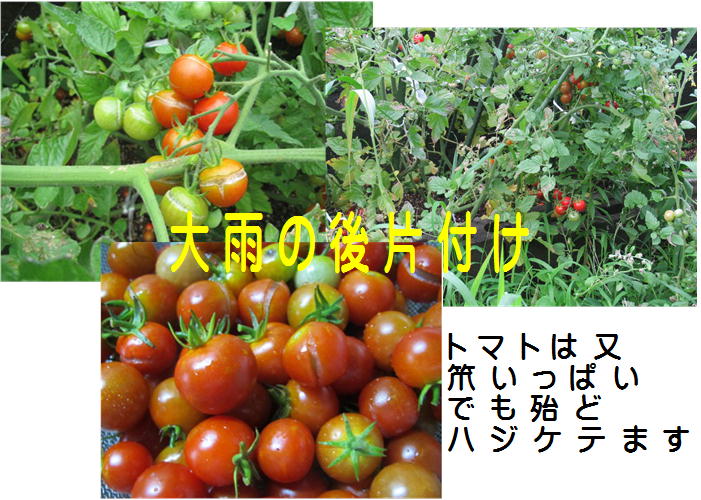 f0003174_1614621.jpg