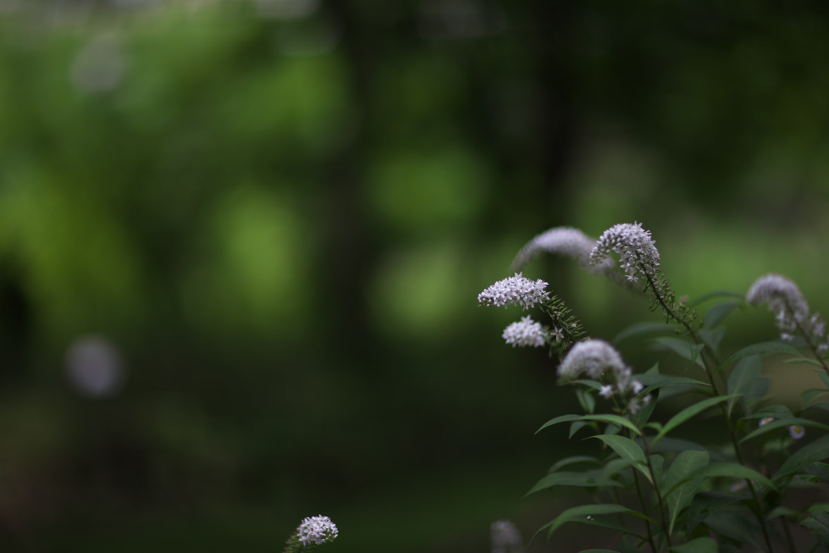 a0083081_94995.jpg