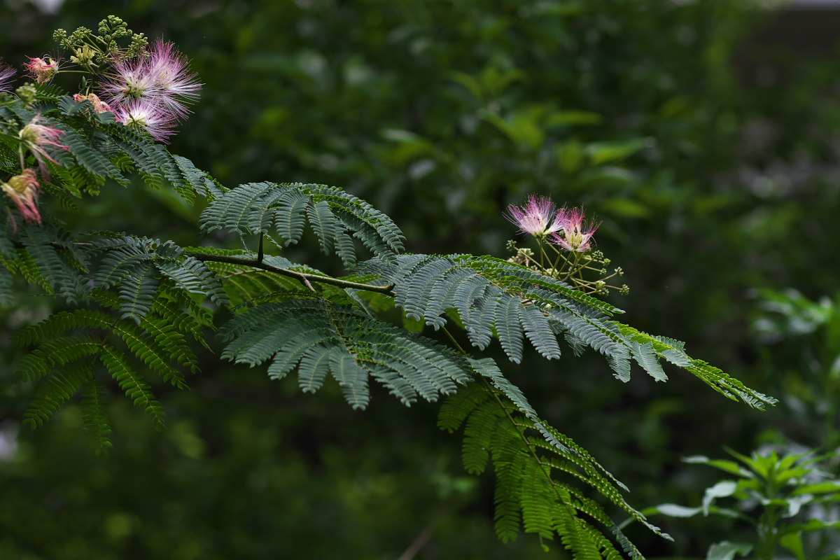 a0083081_9541142.jpg