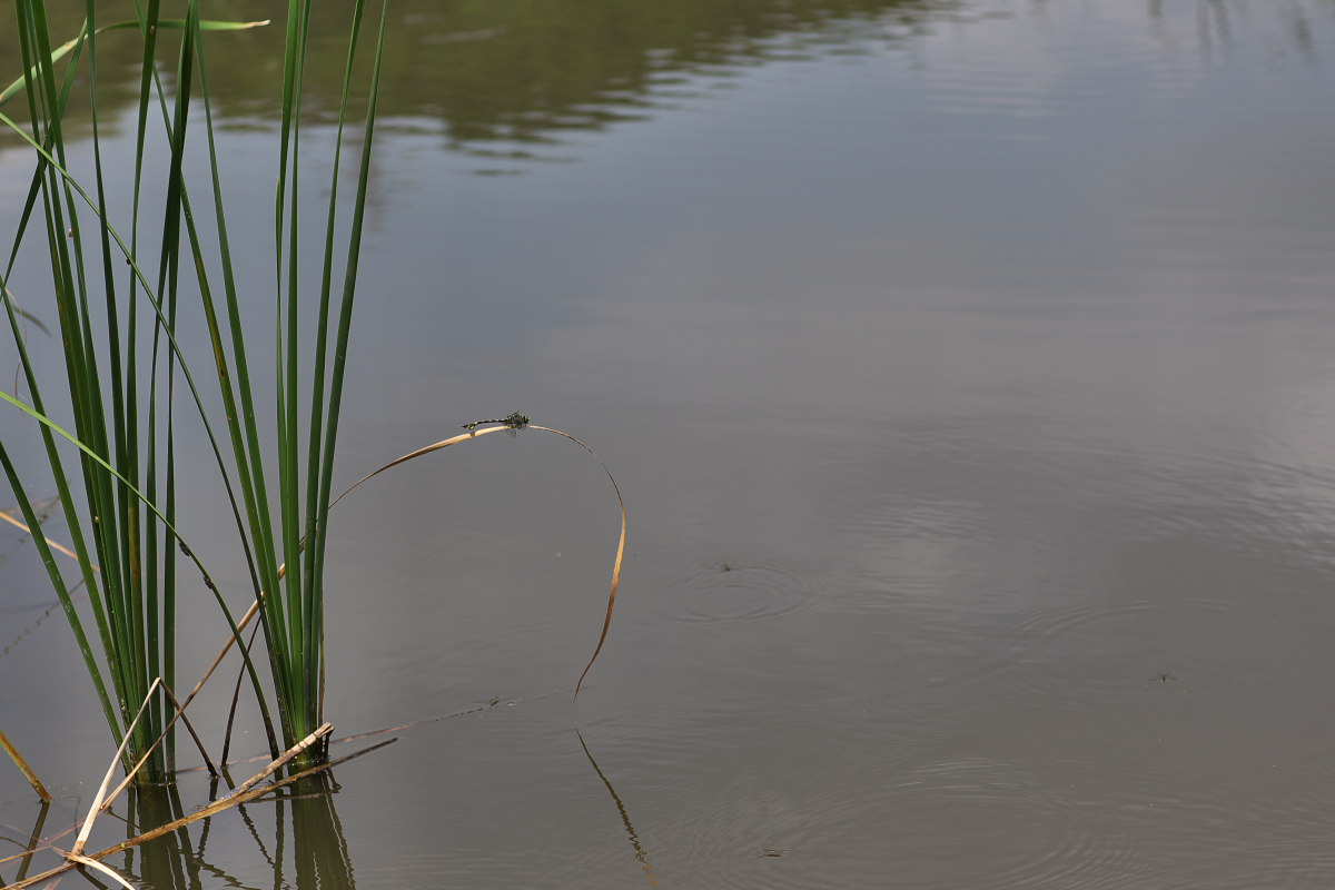 a0083081_9545088.jpg