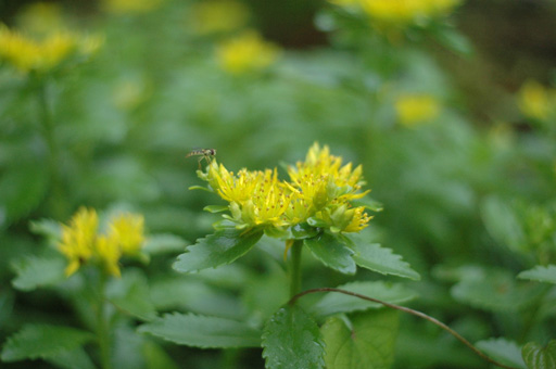 a0061599_82514.jpg