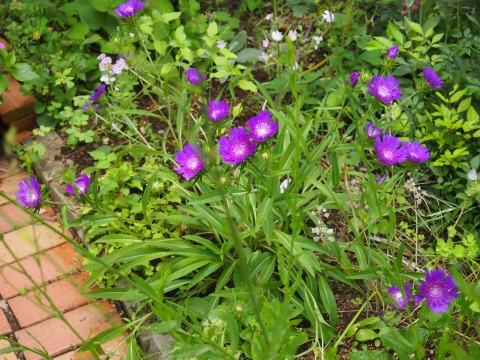c0117007_16164383.jpg
