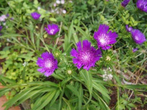 c0117007_16165777.jpg
