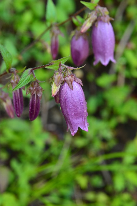 b0236334_20595790.jpg