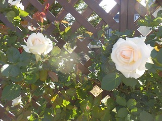 e0004756_20524041.jpg
