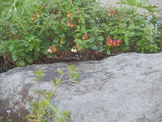 e0004756_21325199.jpg