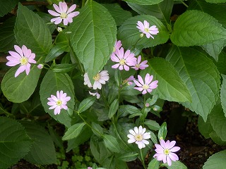 e0004756_215125.jpg