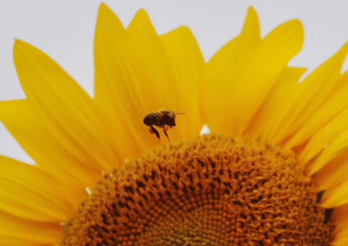 a0284558_1661610.gif