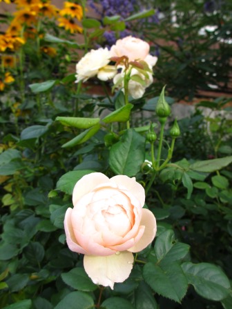 a0243064_08391304.jpg