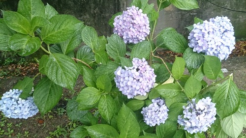 c0294971_2013281.jpg