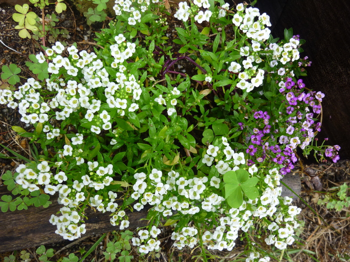 d0333091_20252852.jpg