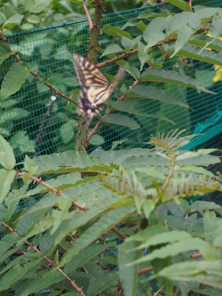 c0220700_15114884.jpg