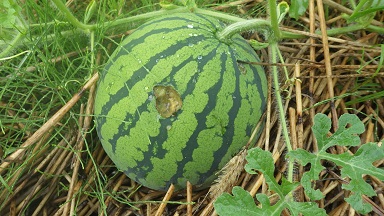c0280206_946567.jpg