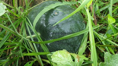 c0280206_9465780.jpg