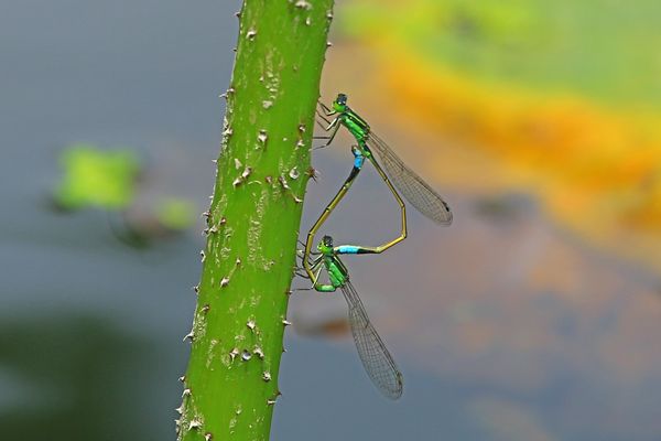 c0104227_375426.jpg