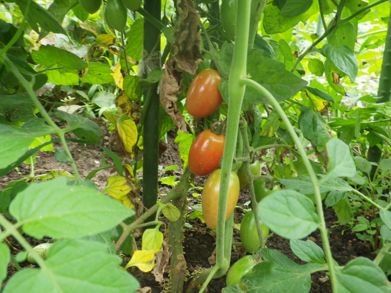 c0300035_9131283.jpg