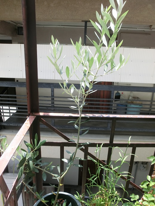 f0237037_12254890.jpg