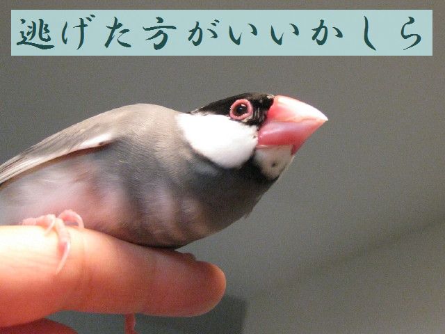 b0158061_21384840.jpg