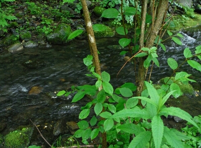 b0304662_1632554.jpg