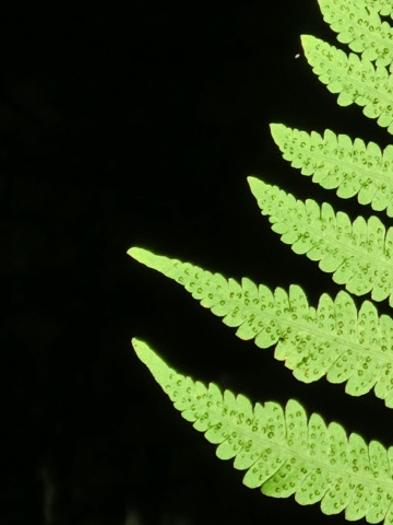 e0045768_21412640.jpg