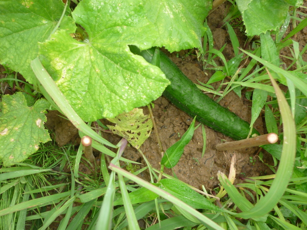 f0339068_16244882.jpg