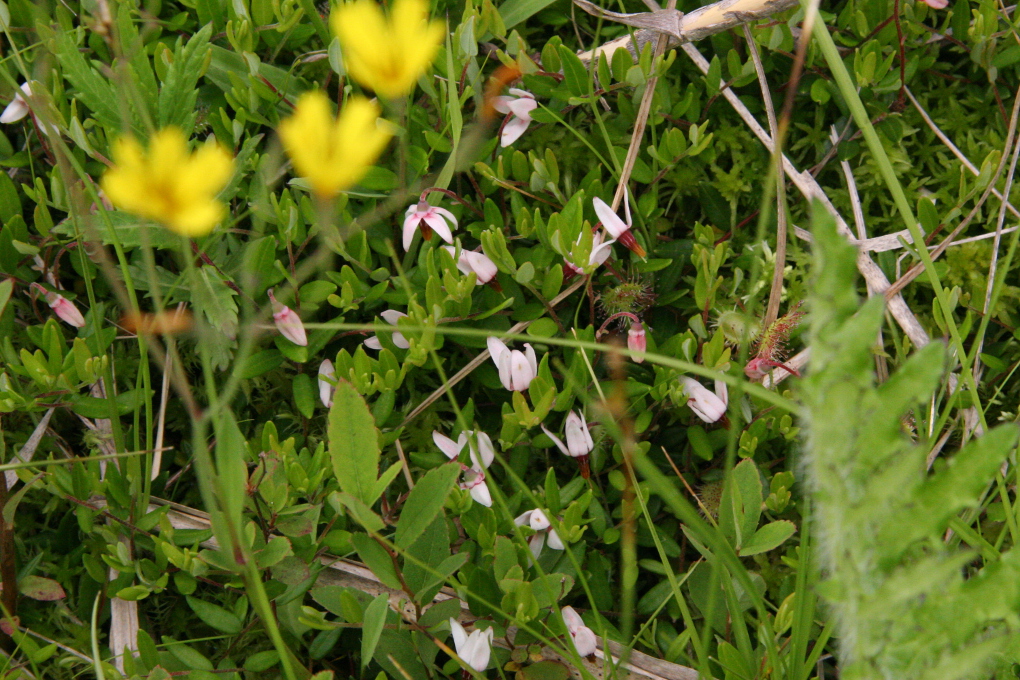 e0118274_20554298.jpg