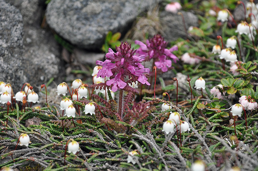 f0109977_17052541.jpg