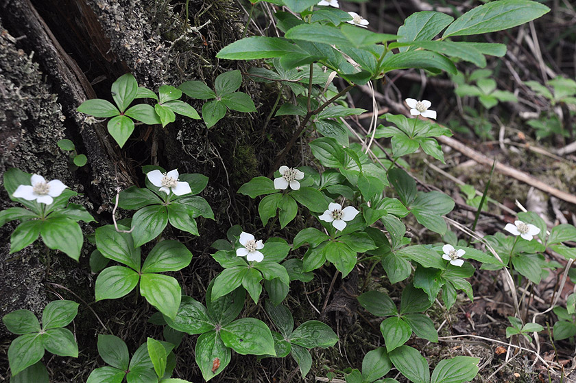 f0109977_17220134.jpg