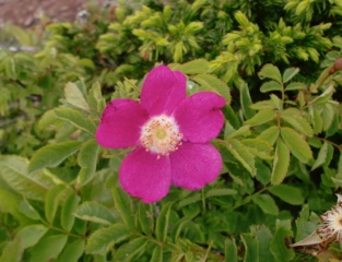 c0151898_2101943.jpg