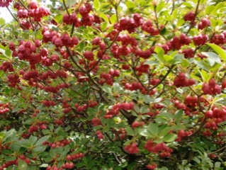 c0151898_2105499.jpg