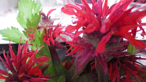 c0280206_9235159.jpg