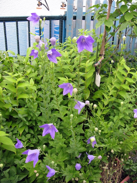 f0129726_224685.jpg