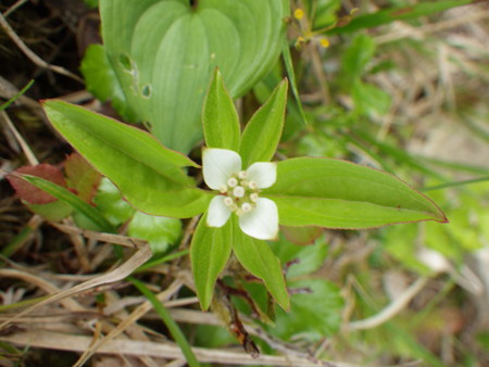 f0118332_10612.jpg