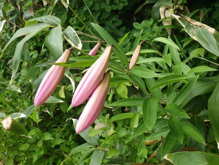 f0118332_939996.jpg